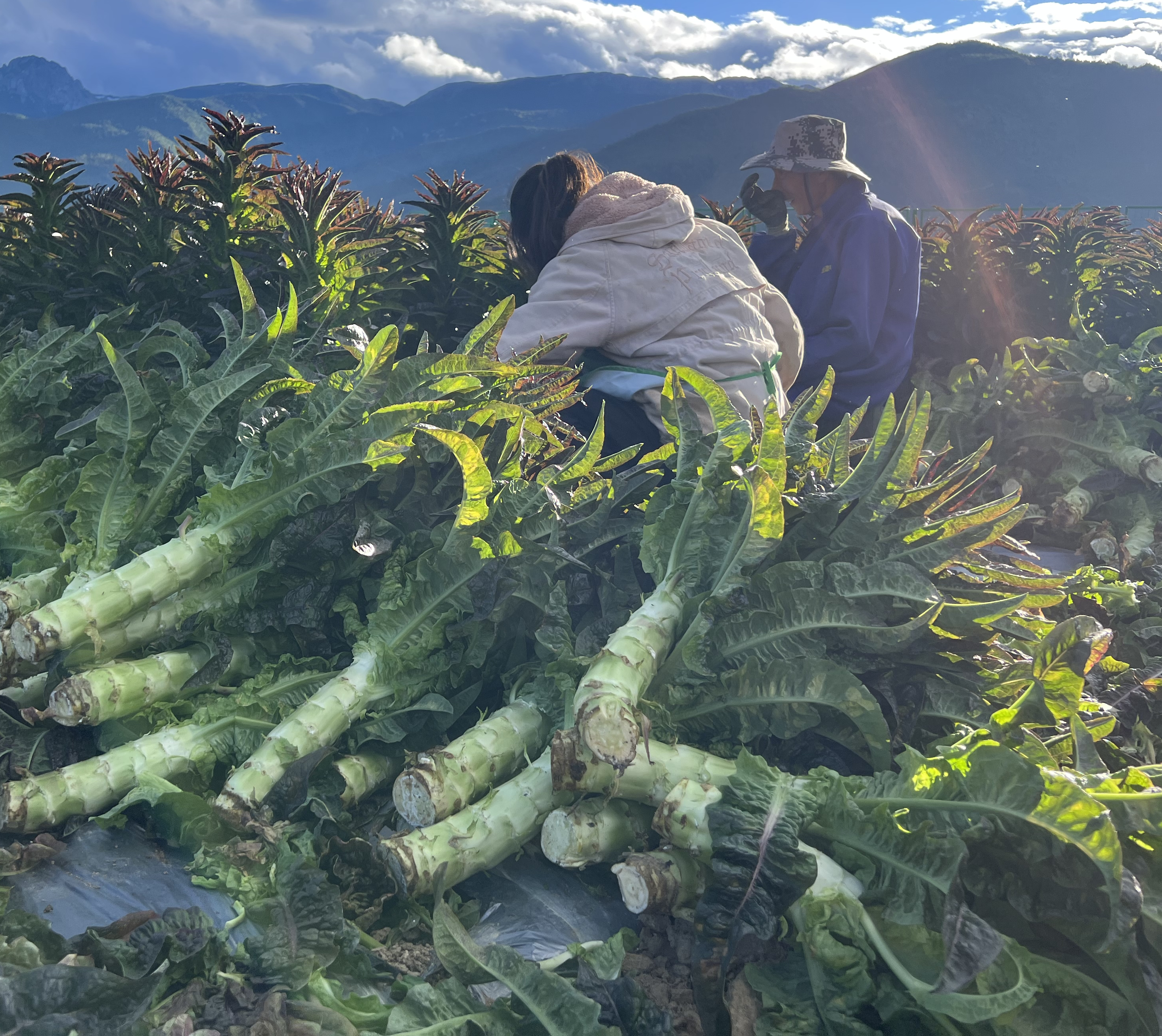 农户正在采摘高山野莴苣,背景为高山森林,体现其自然生长环境 高山野莴苣采摘现场