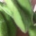 绿宝石毛豆24~30克