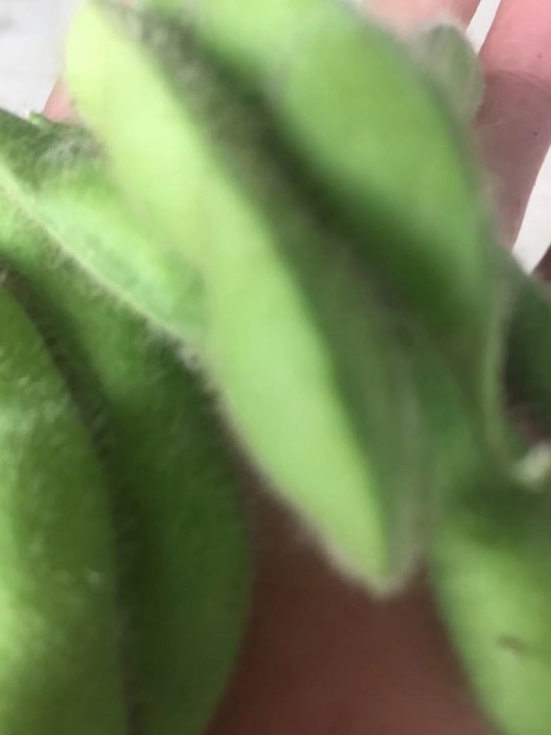 绿宝石毛豆24~30克