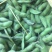 绿宝石毛豆24~30克