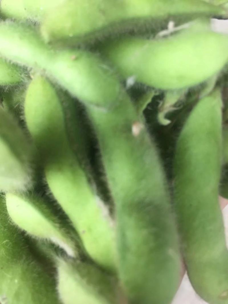 绿宝石毛豆24~30克