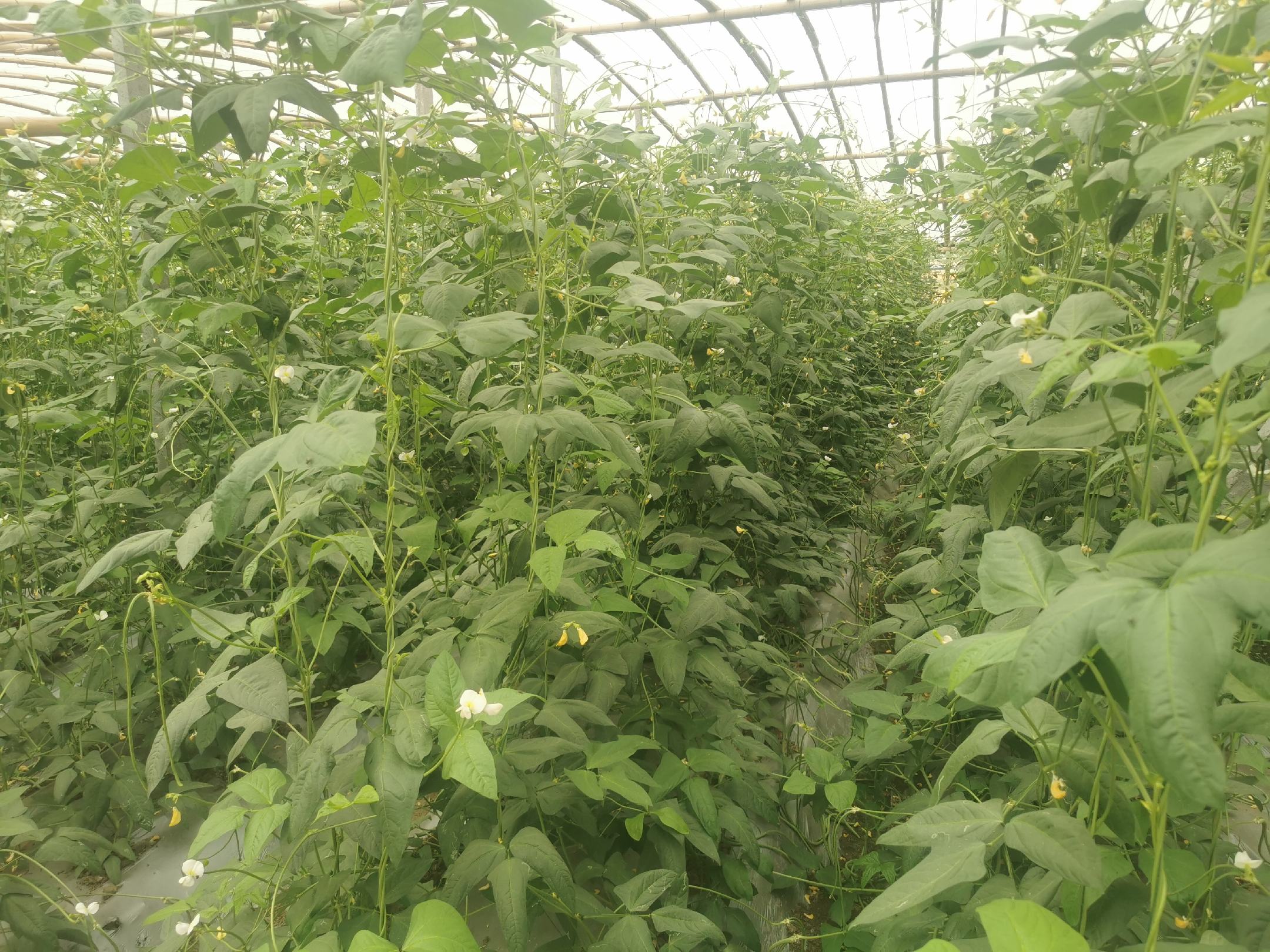 一名农民正在将白不老豆角种子放入温水中进行浸种处理,旁边放置温度计测量水温,桌上摆放有纱布和培养皿用于后续催芽 白不老豆角种子浸种处理过程