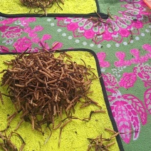 一年一季的冬虫夏草