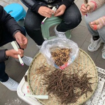 冬虫夏草