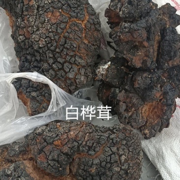 川西高原优质白桦茸