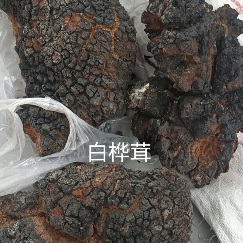 川西高原优质白桦茸