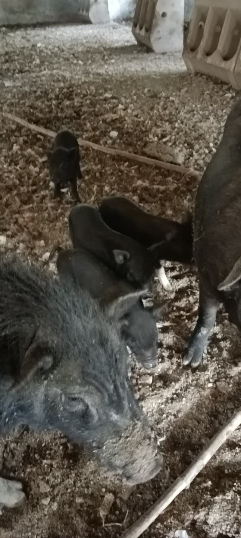 自己养的小香猪，一个多月