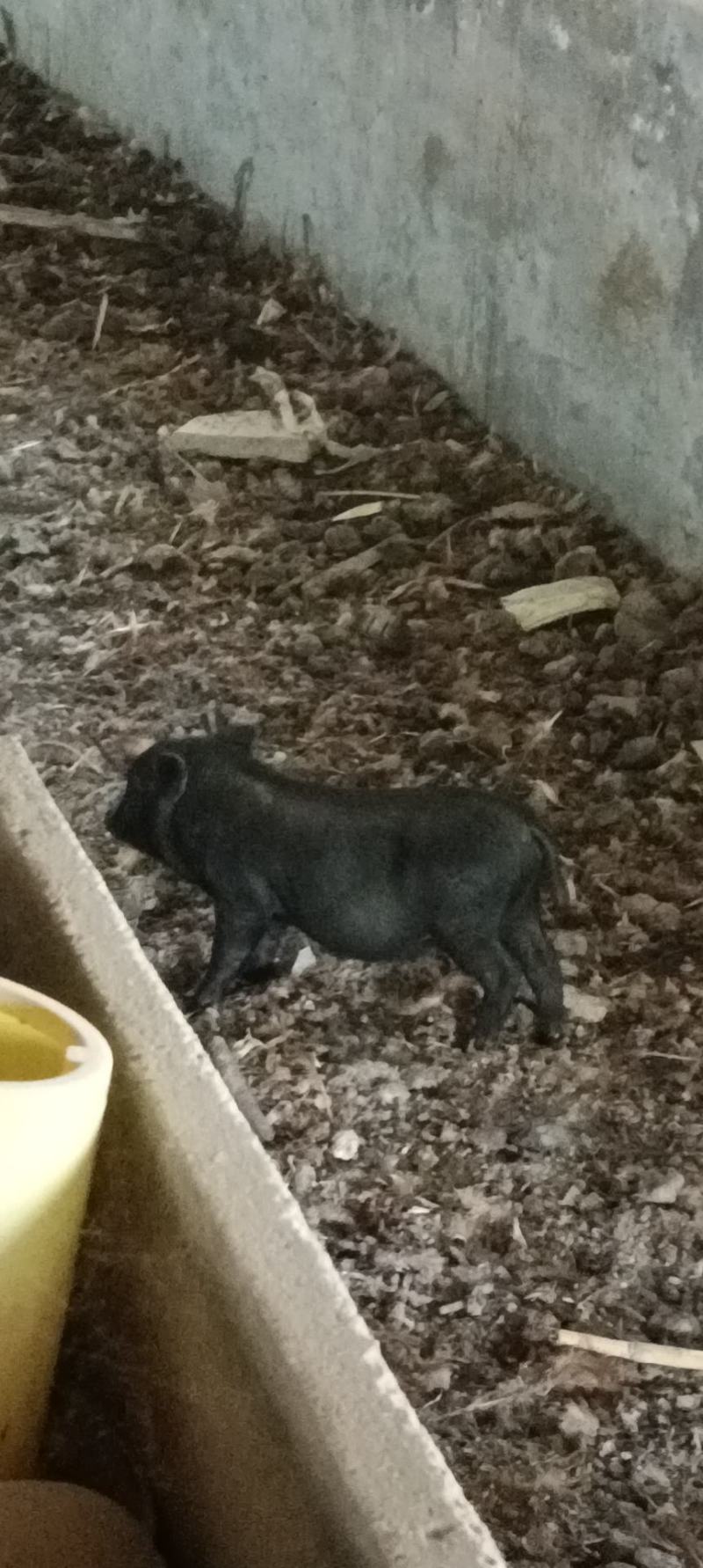 自己养的小香猪，一个多月