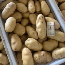 精品土豆常年供应产地直销量大从优合作共赢