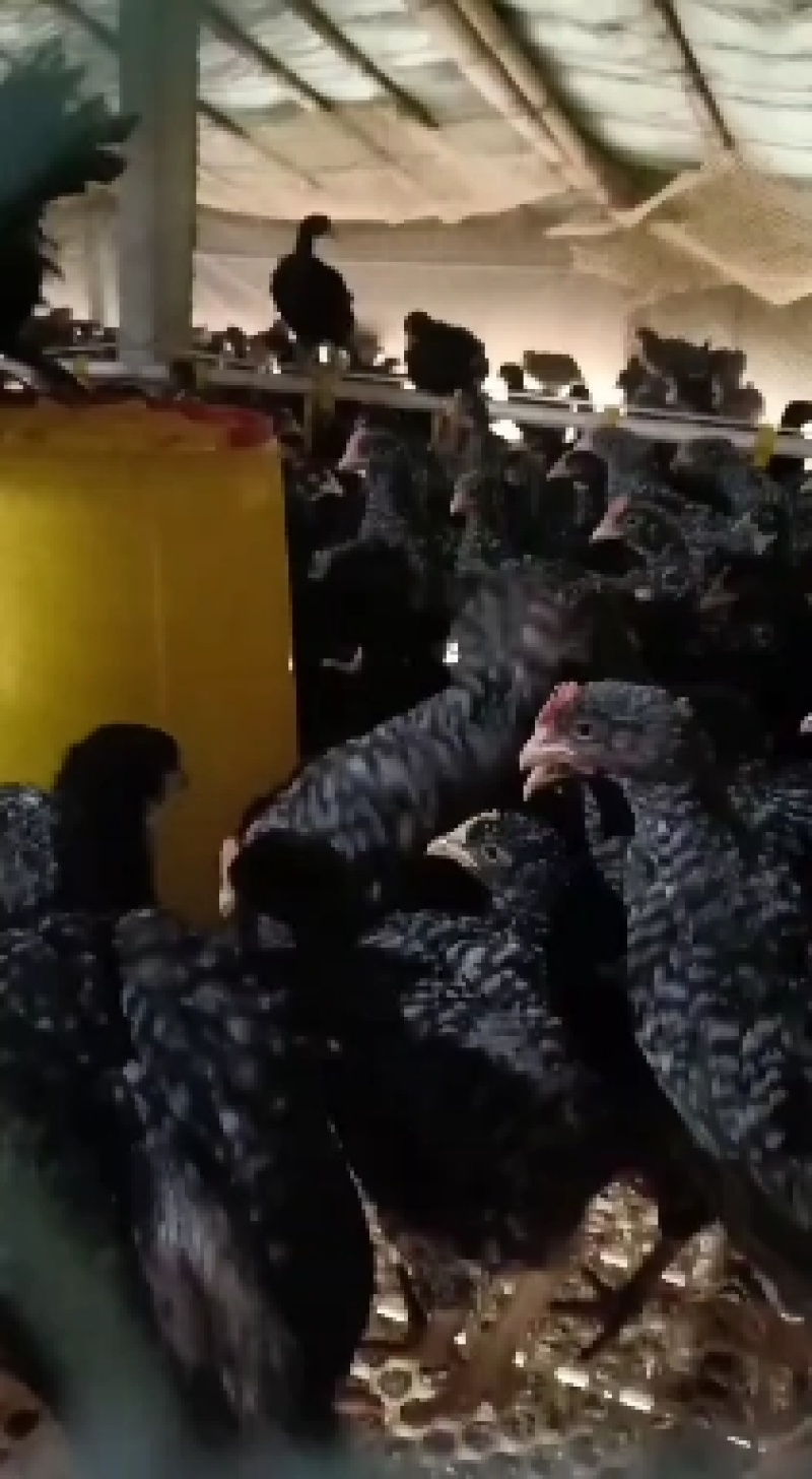 纯正芦花鸡价格芦花鸡苗批发厂家直销全国发货