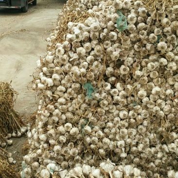 苍山四六瓣带苗大蒜，有需要的可联系