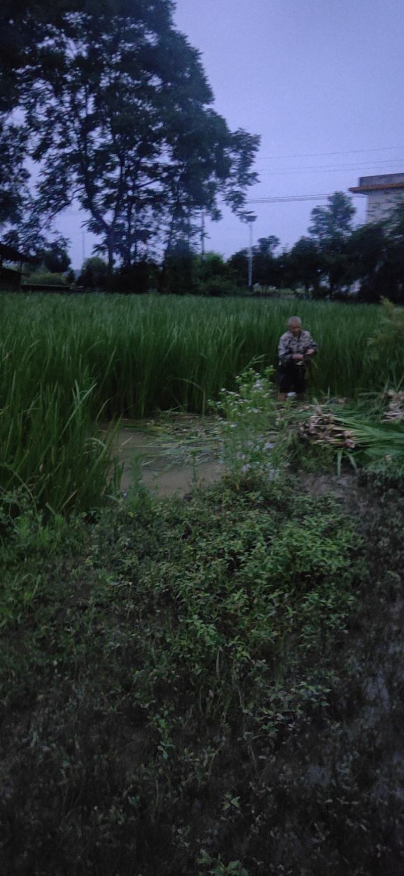 水菖蒲