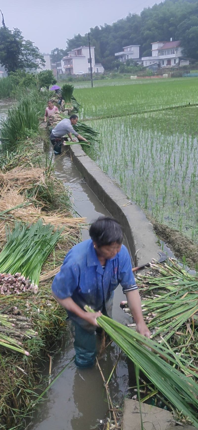 水菖蒲