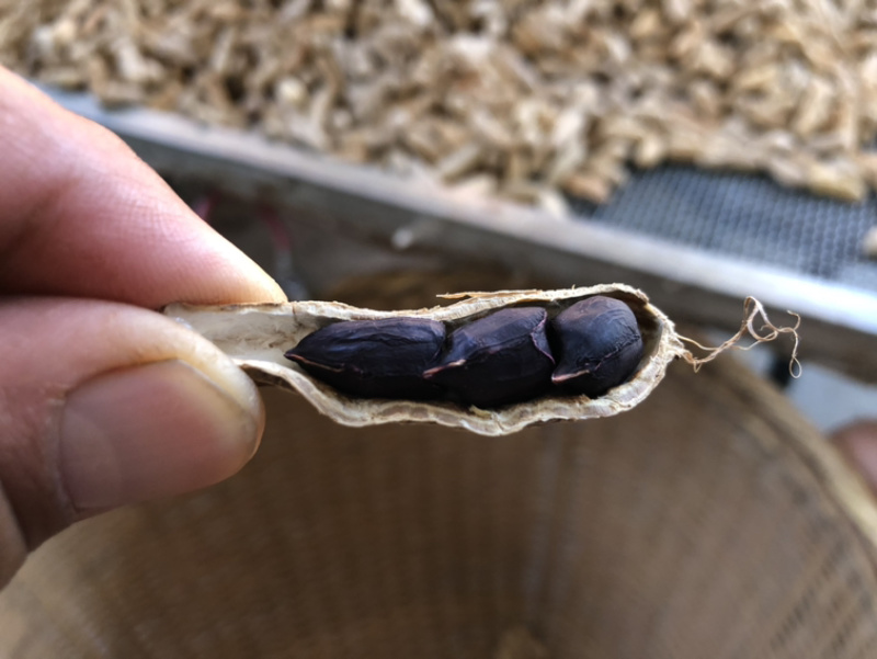 云南七彩黑花生机选货+人工挑选