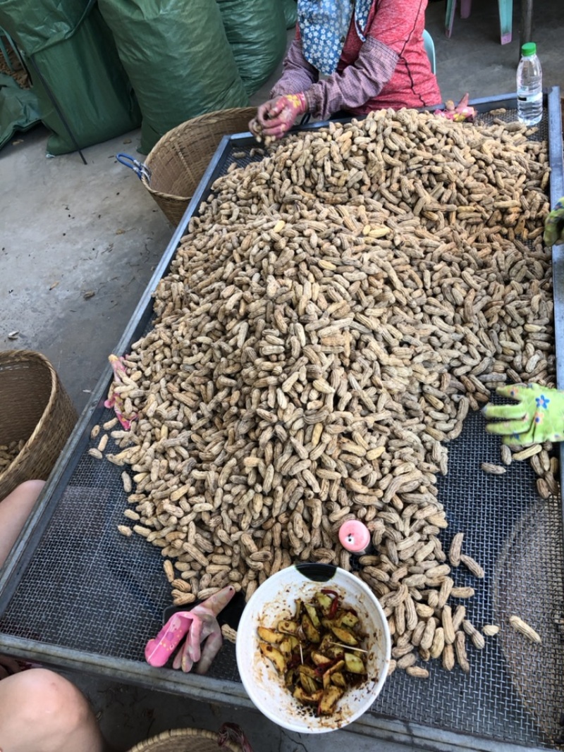 云南七彩黑花生机选货+人工挑选