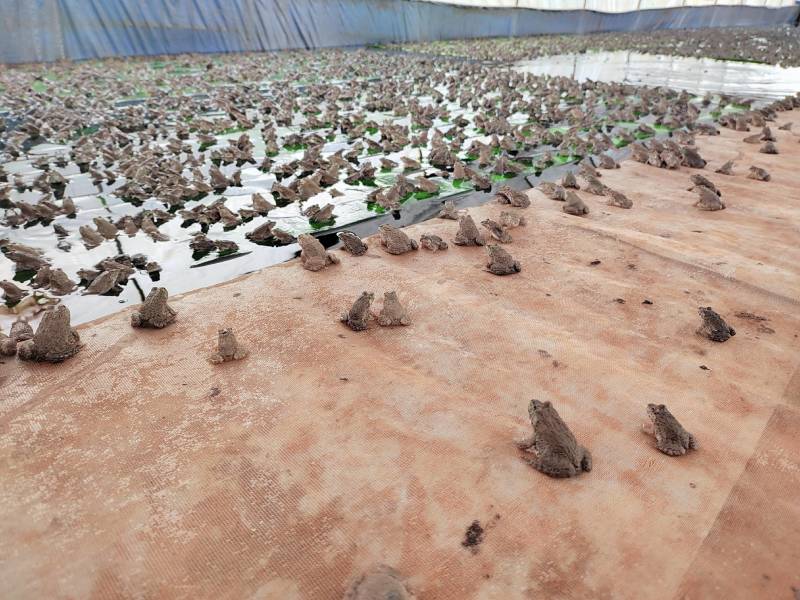 广东省湛江市泰蛙牛蛙大量出售和收购
