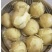 土豆大凉山土豆开挖