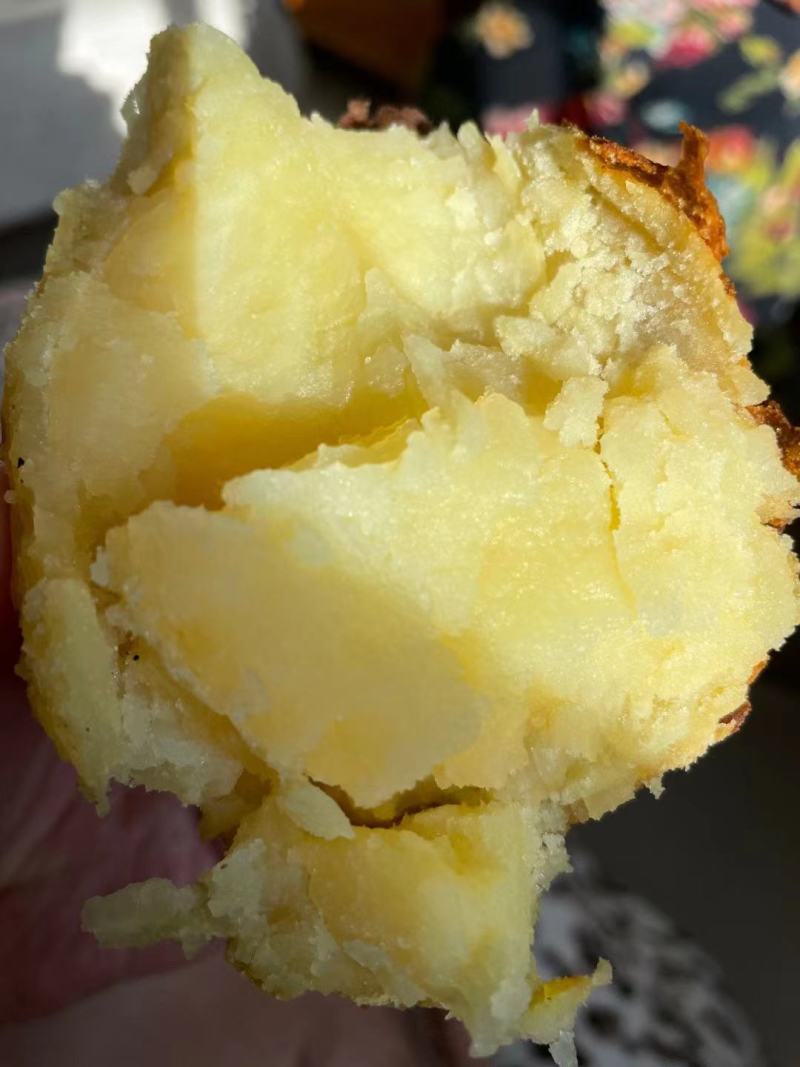 土豆大凉山土豆开挖