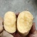土豆大凉山土豆开挖