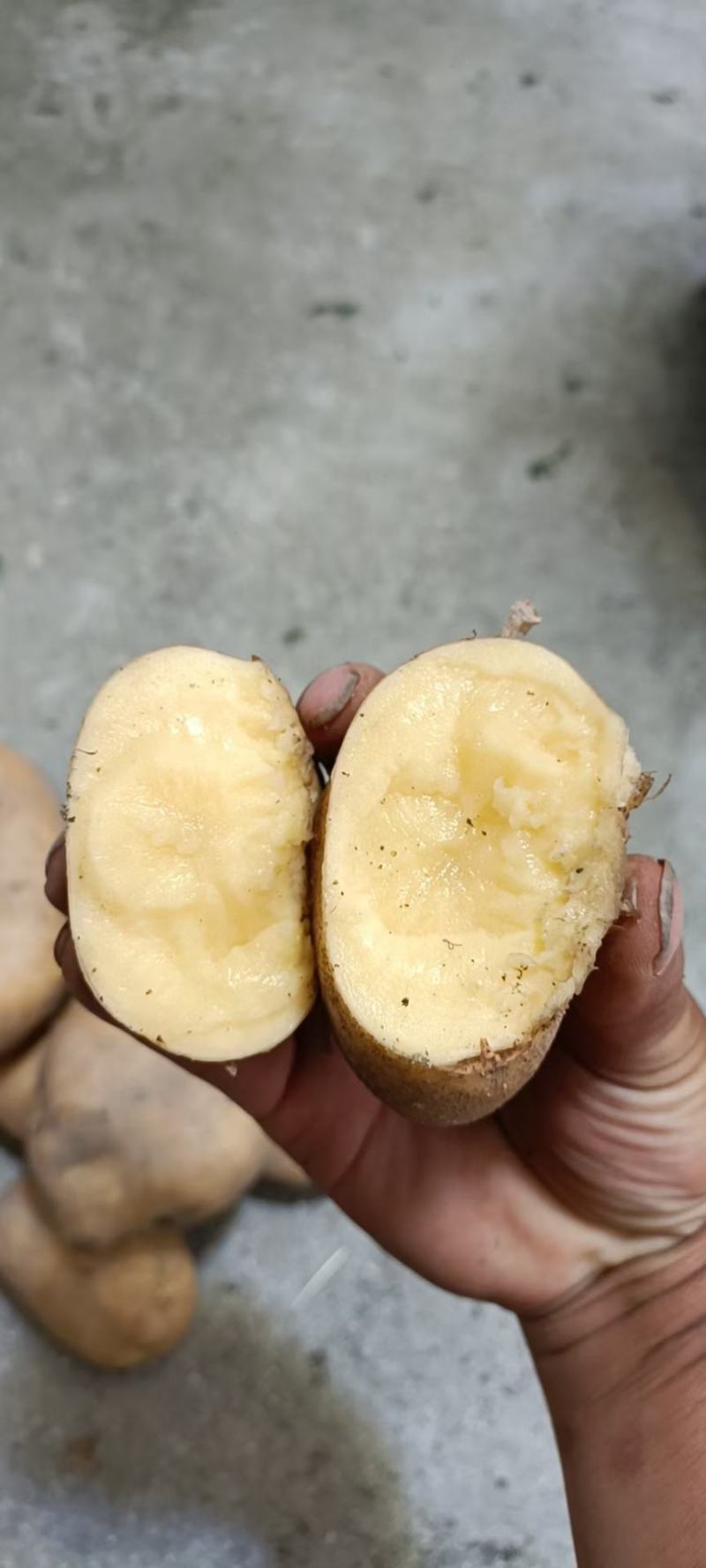 土豆大凉山土豆开挖