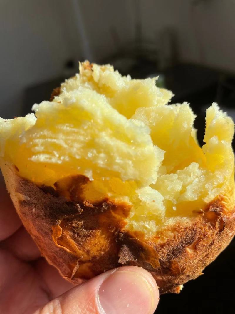 土豆大凉山土豆开挖