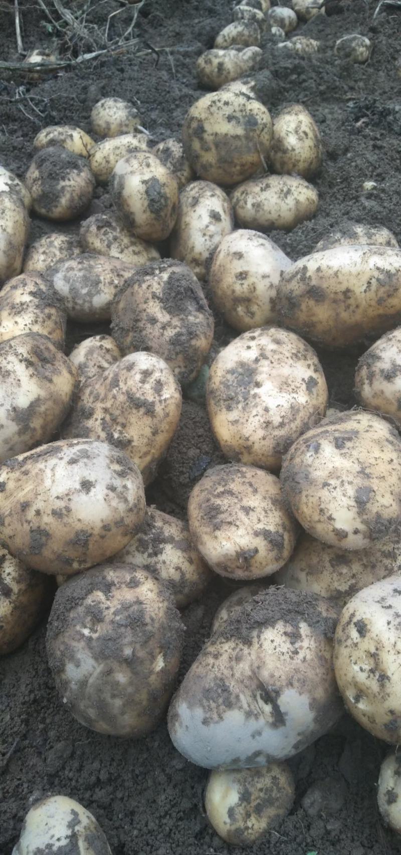 土豆大凉山土豆开挖