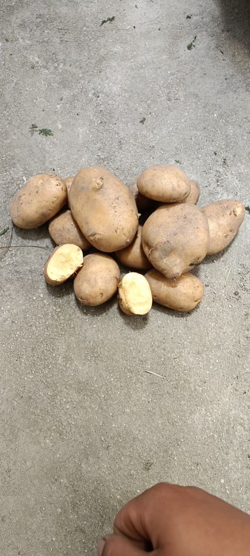 土豆大凉山土豆开挖
