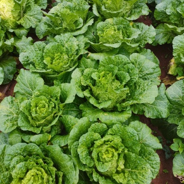 平坝黄心大白菜