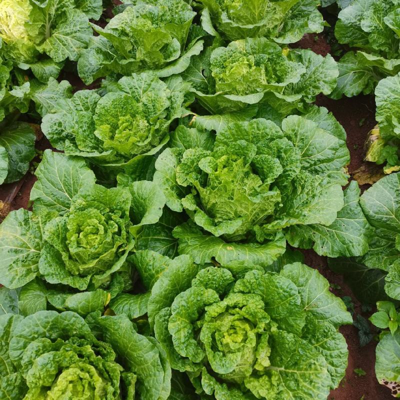 平坝黄心大白菜