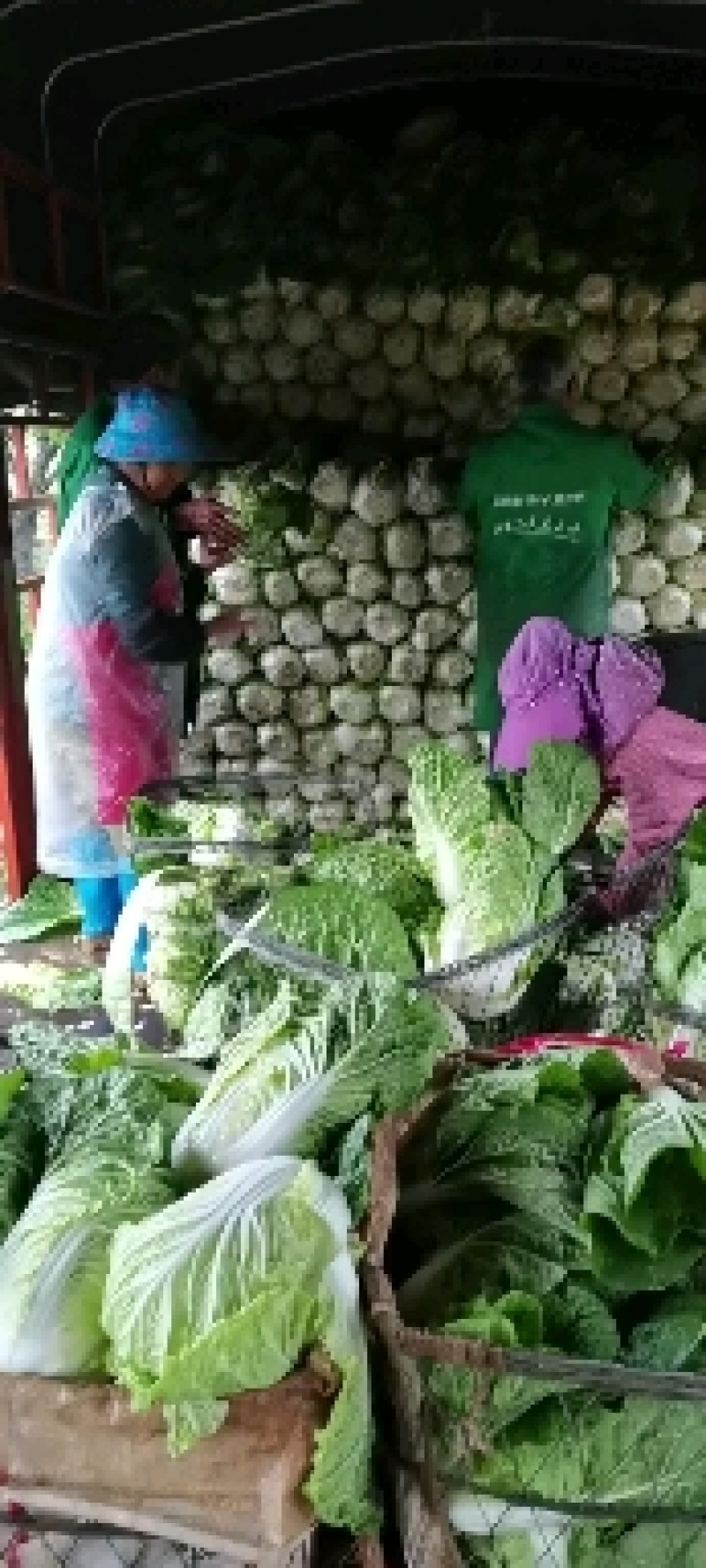 平坝黄心大白菜