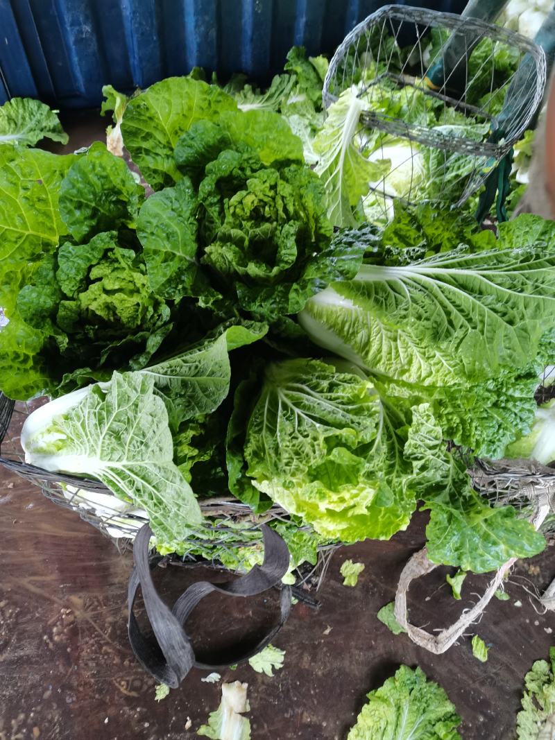 平坝黄心大白菜