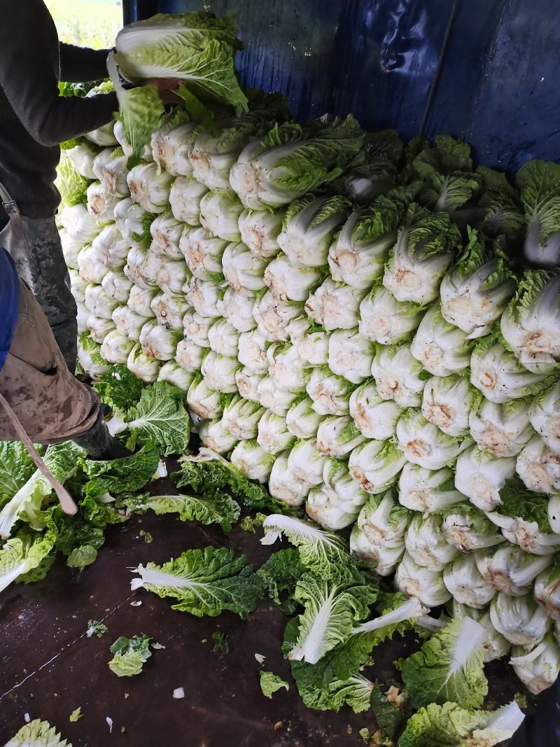 平坝黄心大白菜