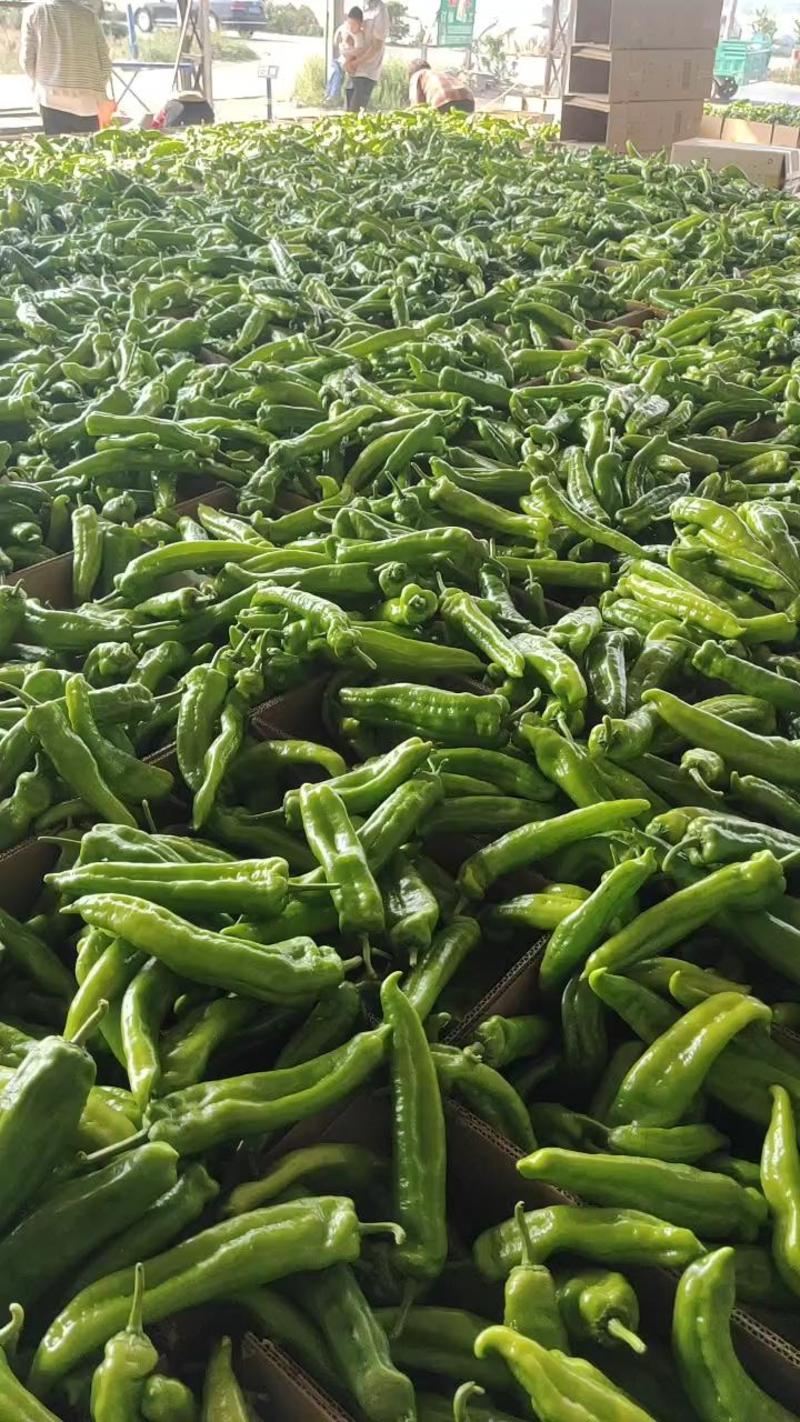 【大青椒】兰陵泡椒301，产地直销，保质保量代发全国
