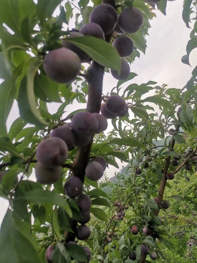 汉源五月脆李子