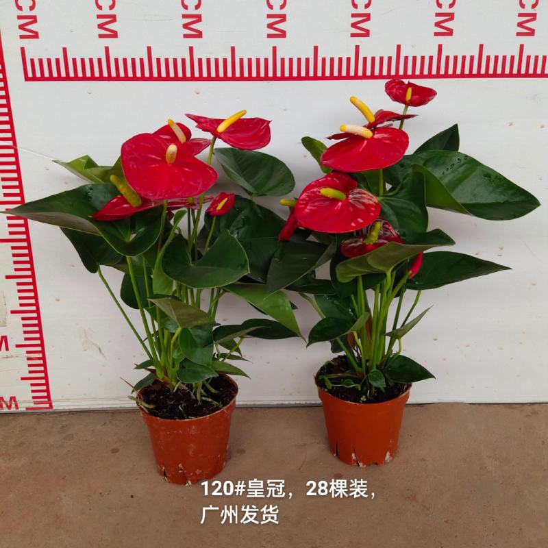 120#皇冠13元一盆28棵装一箱广州发货花红得发光发亮