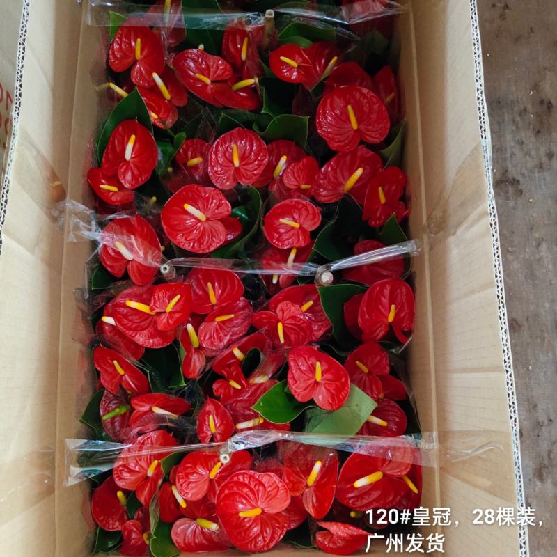 120#皇冠13元一盆28棵装一箱广州发货花红得发光发亮