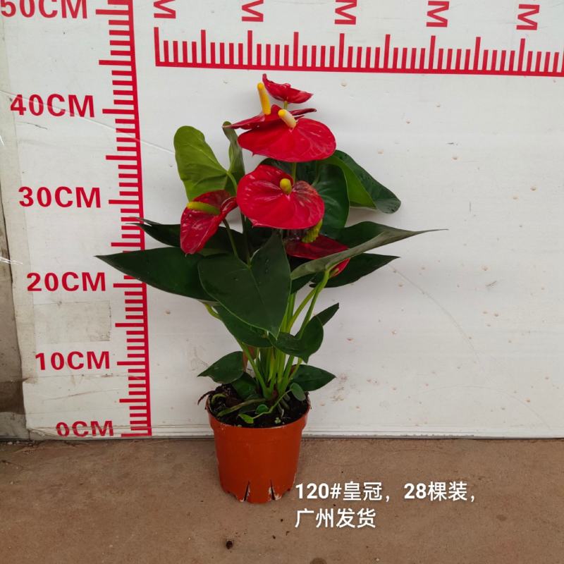 120#皇冠13元一盆28棵装一箱广州发货花红得发光发亮