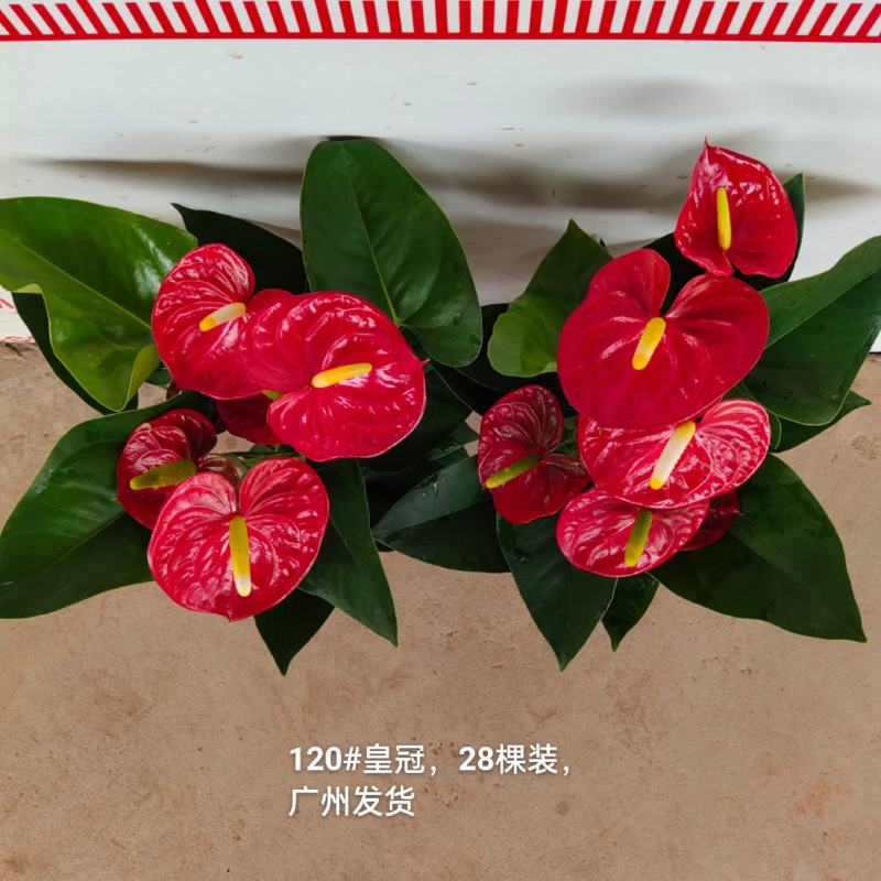 120#皇冠13元一盆28棵装一箱广州发货花红得发光发亮