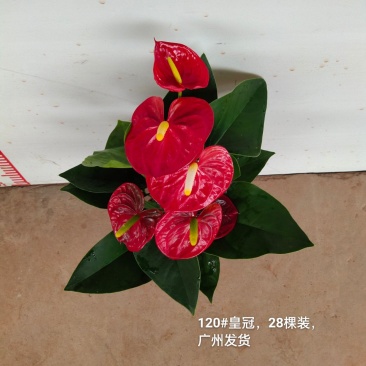 120#皇冠13元一盆28棵装一箱广州发货花红得发光发亮