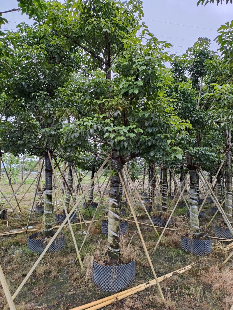 秋枫！广东省揭阳市榕城区大骨架秋枫供应商。