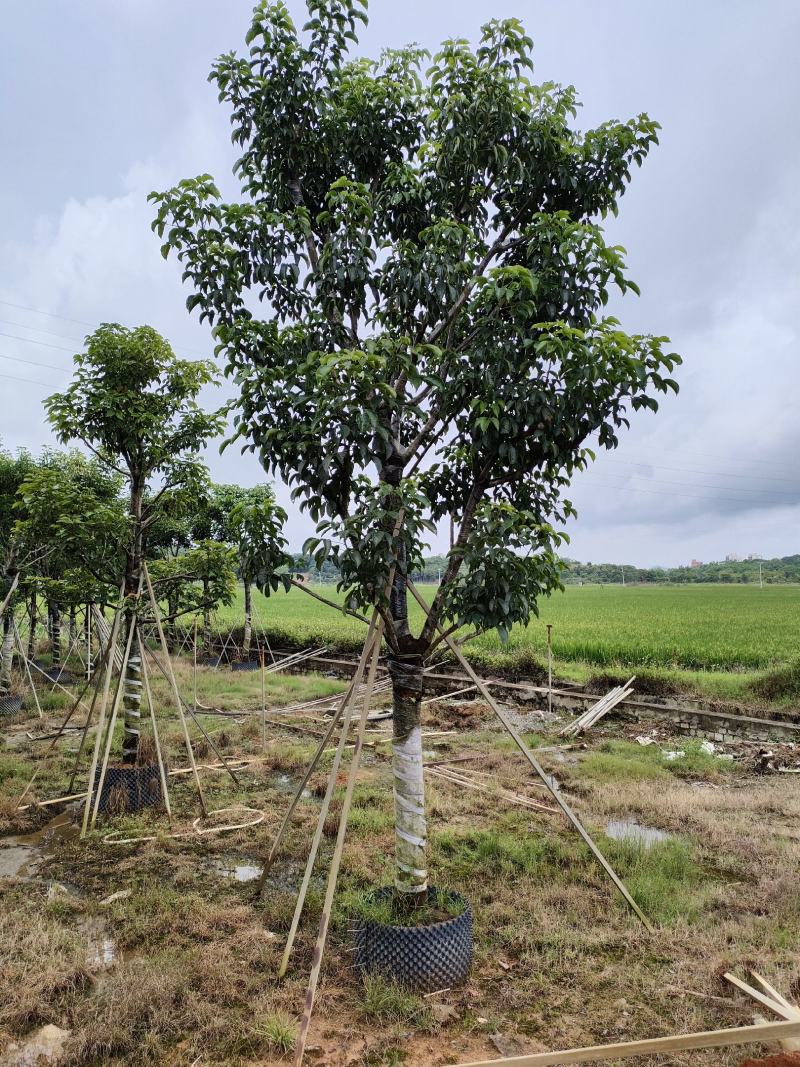 秋枫！广东省揭阳市榕城区大骨架秋枫供应商。