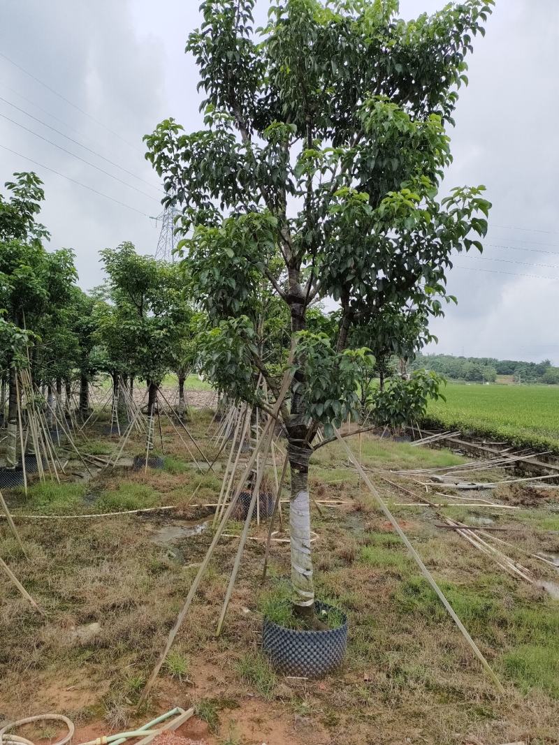 秋枫！广东省揭阳市榕城区大骨架秋枫供应商。