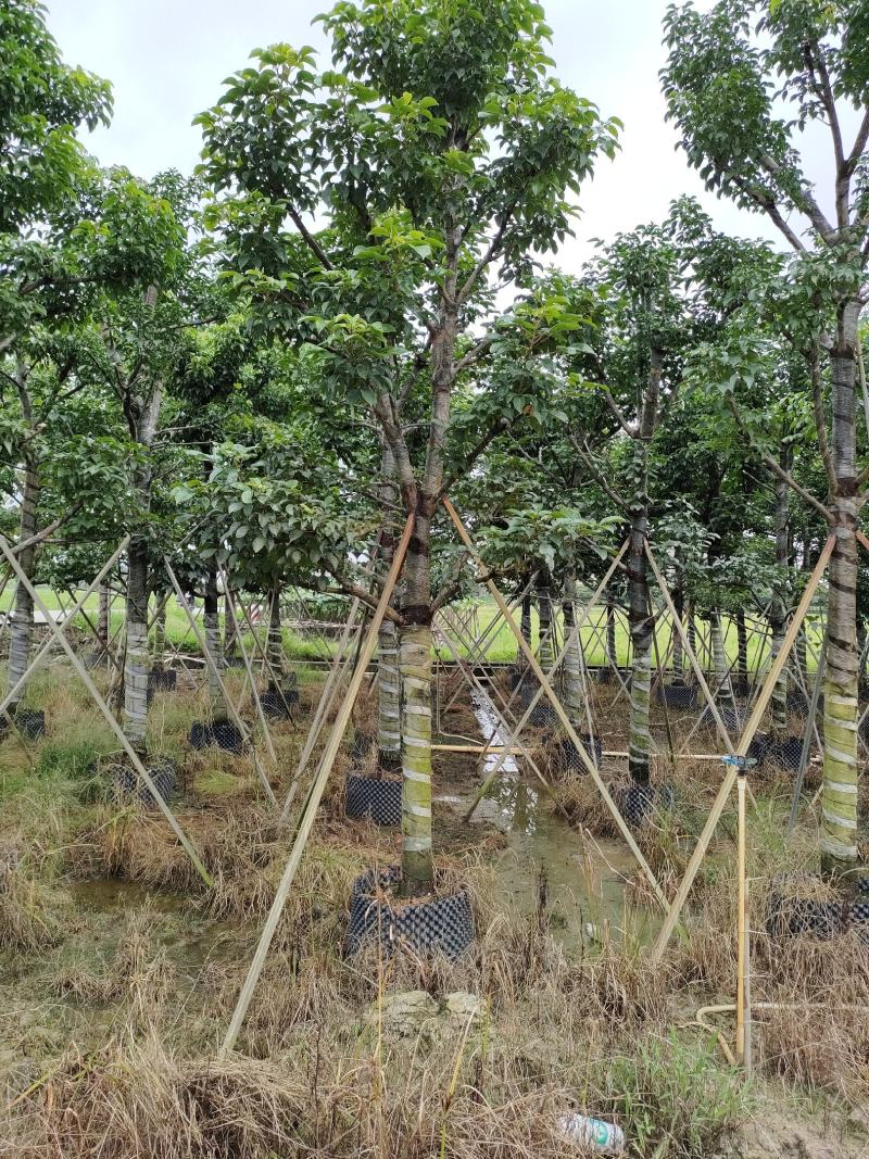 秋枫！广东省揭阳市榕城区大骨架秋枫供应商。