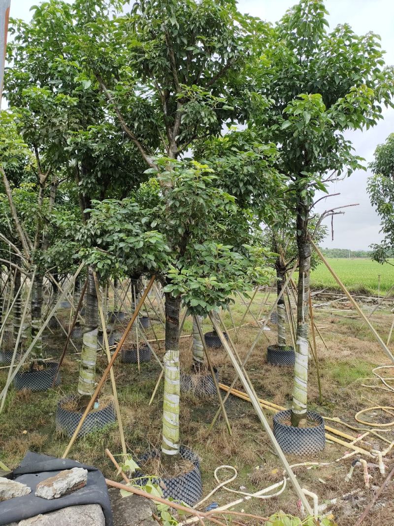 秋枫！广东省揭阳市榕城区大骨架秋枫供应商。