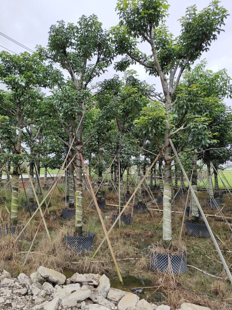 秋枫！广东省揭阳市榕城区大骨架秋枫供应商。