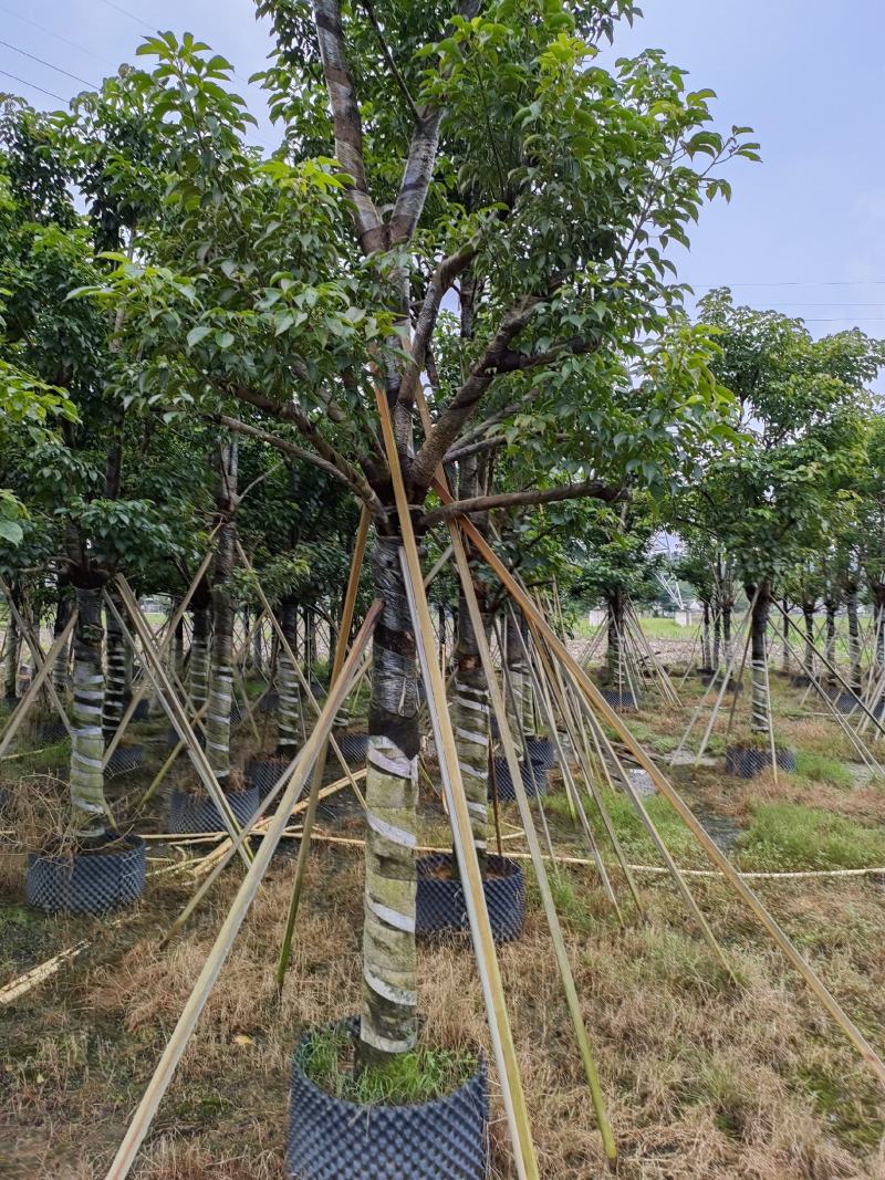 秋枫！广东省揭阳市榕城区大骨架秋枫供应商。
