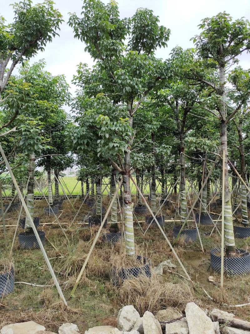 秋枫！广东省揭阳市榕城区大骨架秋枫供应商。