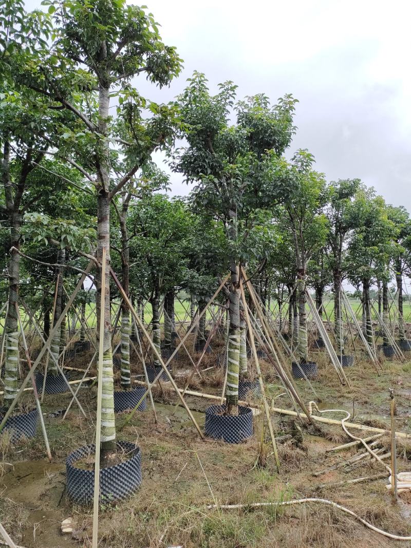 秋枫！广东省揭阳市榕城区大骨架秋枫供应商。