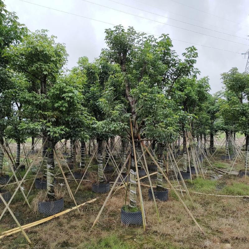 秋枫！广东省揭阳市榕城区大骨架秋枫供应商。