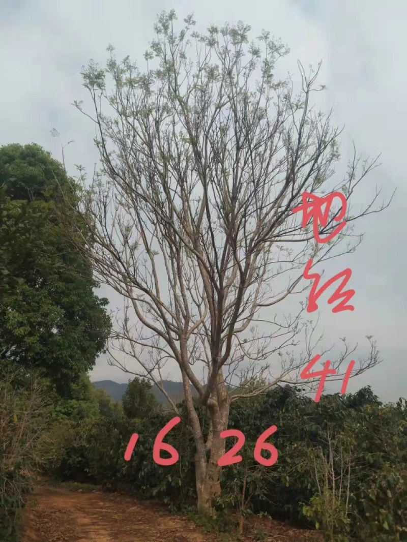 攀枝花/精品丛生蓝花楹，现货，欢迎实地考察